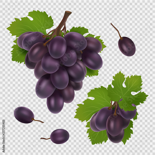 Slika na platnu Black grape vector illustration