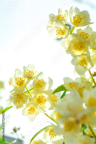 White jasmine bush branch blossoming in summer day