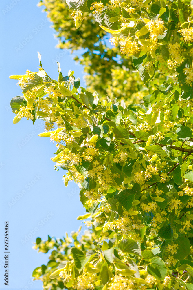 Flowers of blossom Linden tree, apothecary, natural medicine, healing herbal tea Flowers of blossom Linden tree, apothecary, natural medicine, healing herbal tea