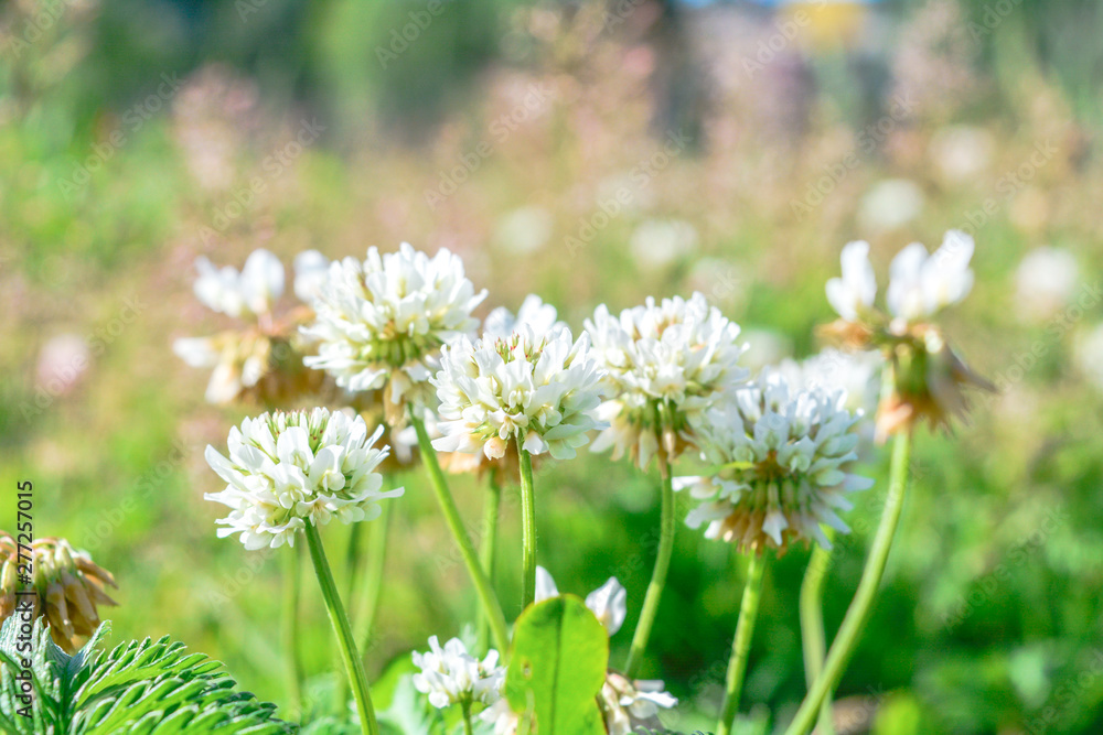 White clover aka Trifolium repens in grass on summer meadow. Shamrock flower White clover aka Trifolium repens in grass on summer meadow. Shamrock flower
