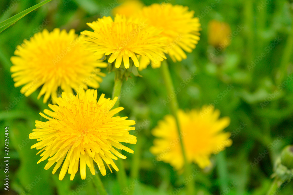Yellow dandelion, taraxacum officinale, flower in green grass on spring meadow Yellow dandelion, taraxacum officinale, flower in green grass on spring meadow