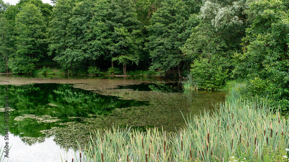 enjoy view on lake and green forest. reflection of trees in water. bulrush, cattails and water lilies. enjoy view on lake and green forest. reflection of trees in water. bulrush, cattails and water lilies.