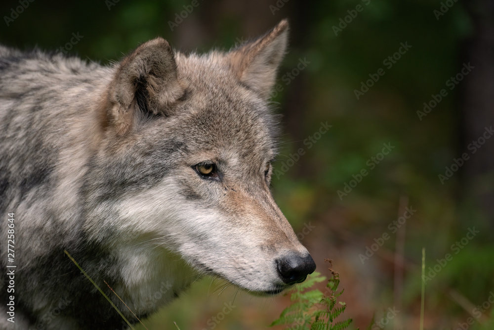 Timber Wolf (also known as a Gray Wolf or Grey Wolf) Portrait with Fall Color in the Background Timber Wolf (also known as a Gray Wolf or Grey Wolf) Portrait with Fall Color in the Background