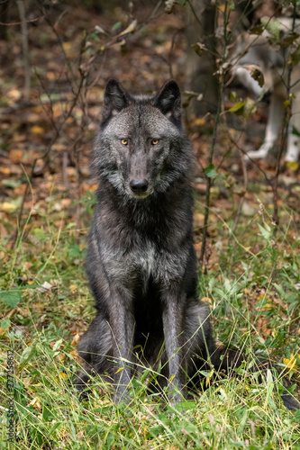 Beautiful Timber Wolf  also known as a Gray Wolf or Grey Wolf  sitting down  with black and silver markings