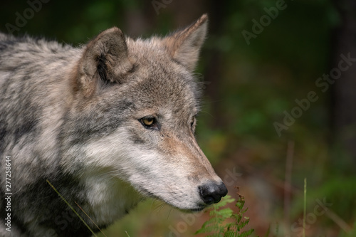 Timber Wolf (also known as a Gray Wolf or Grey Wolf) Portrait with Fall Color in the Background 