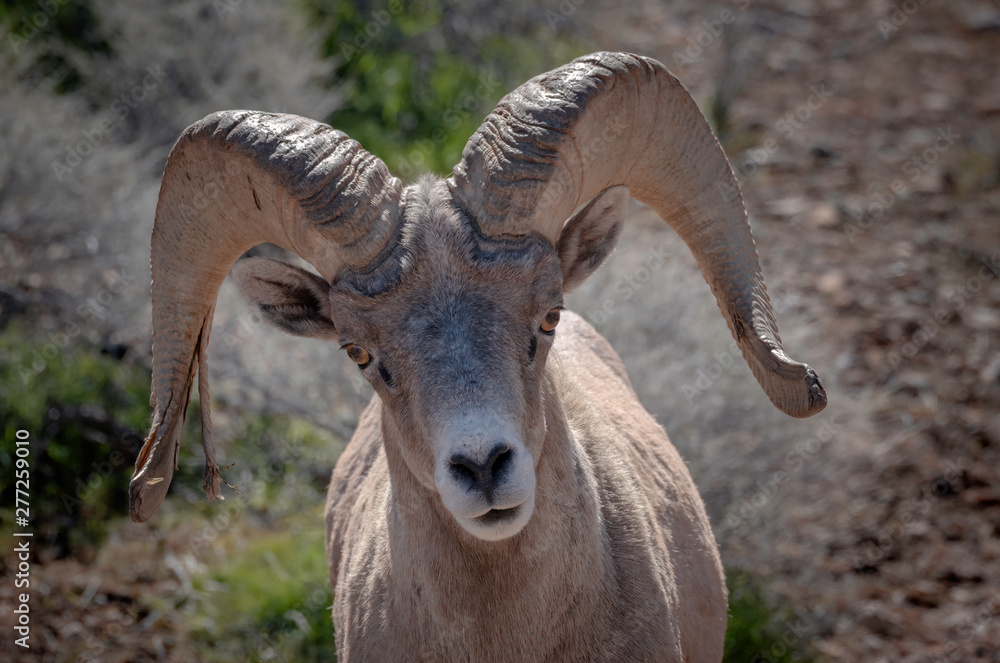Close Up Image of a Bighorn Sheep, Red Rock Canyon, Nevada Close Up Image of a Bighorn Sheep, Red Rock Canyon, Nevada