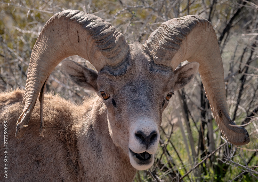 Close Up Image of a Bighorn Sheep, Red Rock Canyon, Nevada