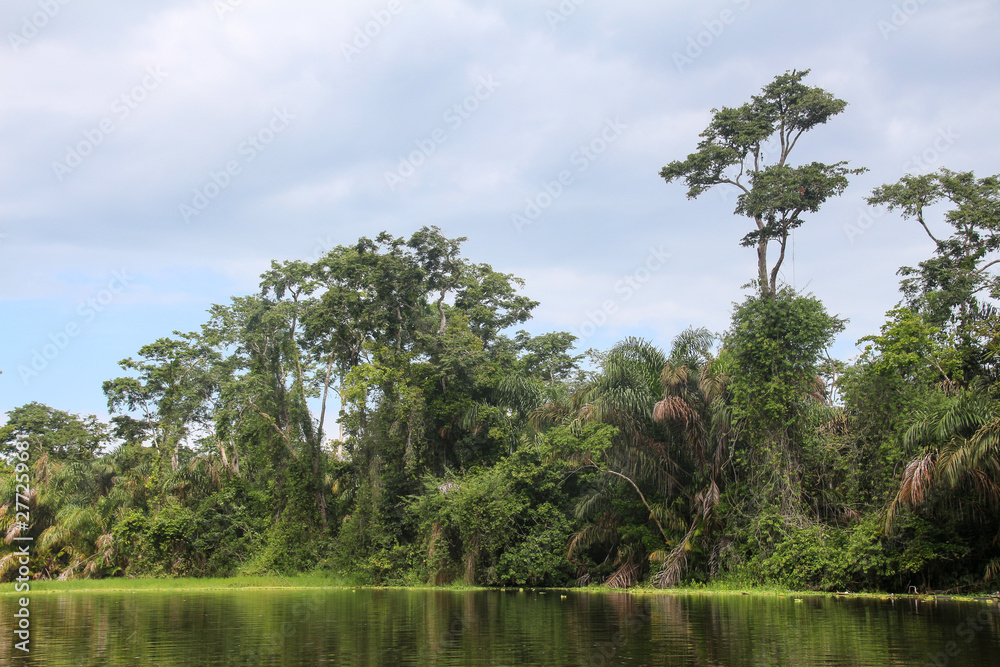 Landscape of the tropical rainforest in Tortuguero, Costa Rica Landscape of the tropical rainforest in Tortuguero, Costa Rica