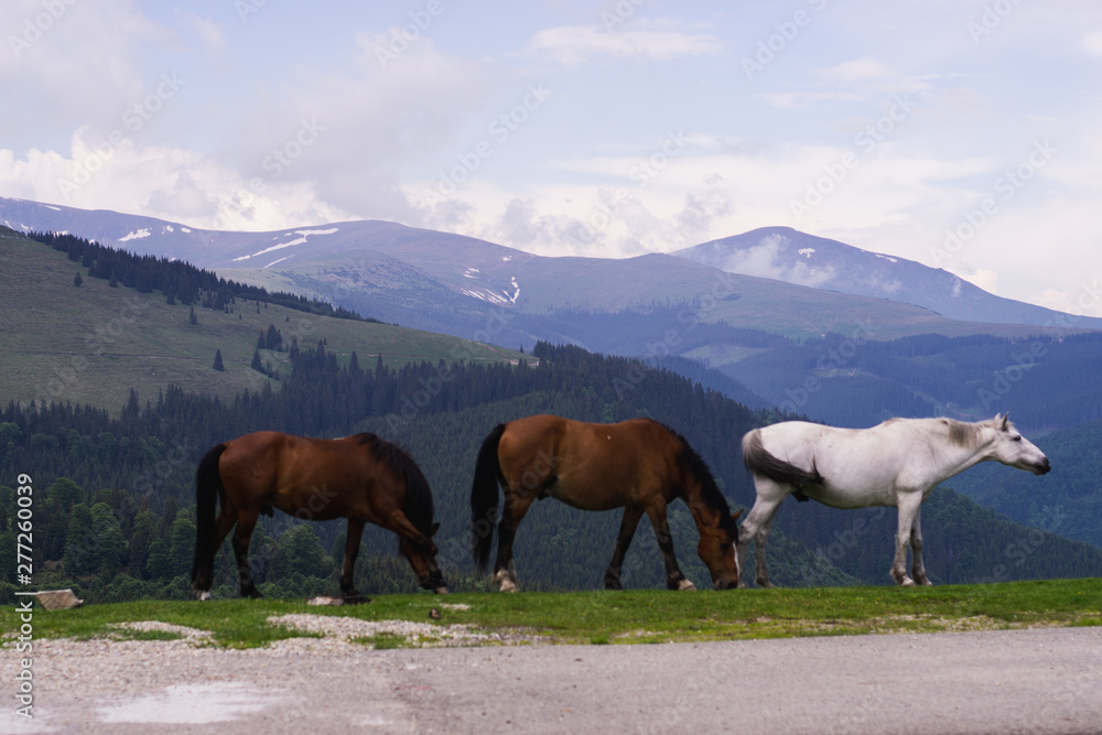 Mountain landscape with grazing horses, Transalpina, Romania