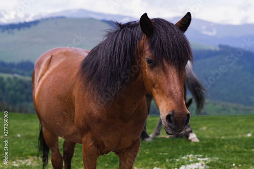 Mountain landscape with grazing horses, Transalpina, Romania © Марина