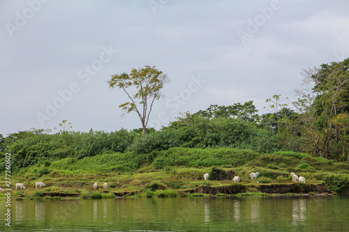 Landscape of the tropical rainforest in Tortuguero, Costa Rica photo