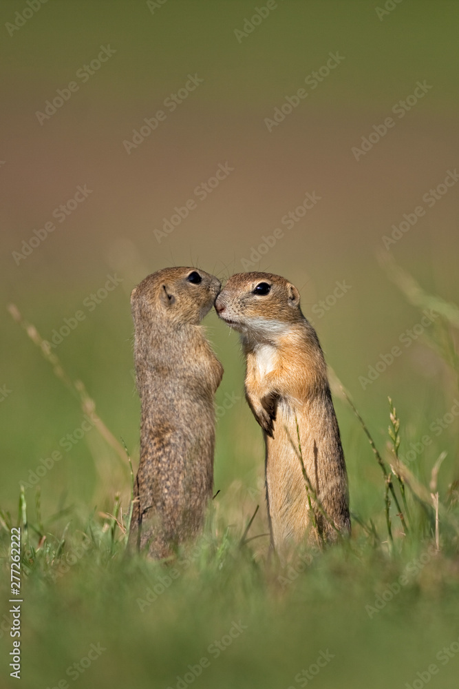 Fototapeta premium European ground squirrel, spermophilus citellus, european souslik, Slovakia