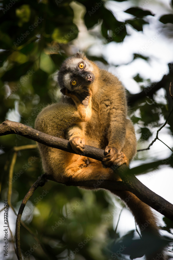 Fototapeta premium Monkey stares at something
