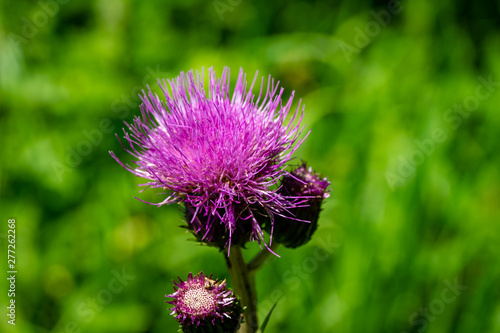 Close-up bright pink flower of melancholy thistle or Cirsium helenioides on blurred green natural background. Nice theme for any summer design. Selective focus photo