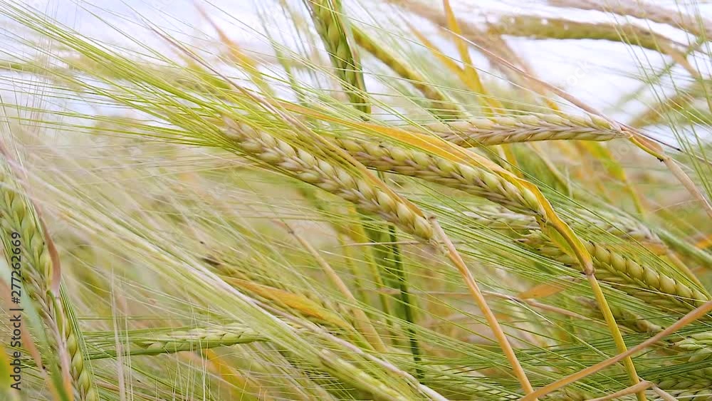 Rye spikelets in a field in summer Rye spikelets in a field in summer