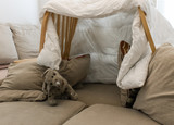 A pillow fort made of blankets chairs with a stuffed animal in the living room. Great for kids watching movies
