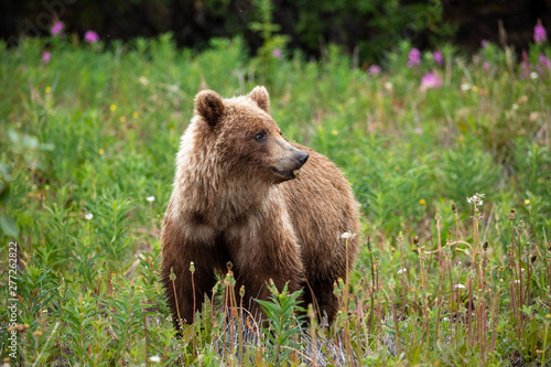 Wilder Grizzlybär in Kanada photo