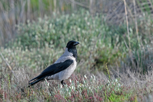 Nebelkrähe / Aaskrähe (Corvus corone / Corvus corone cornix) - Carrion crow photo