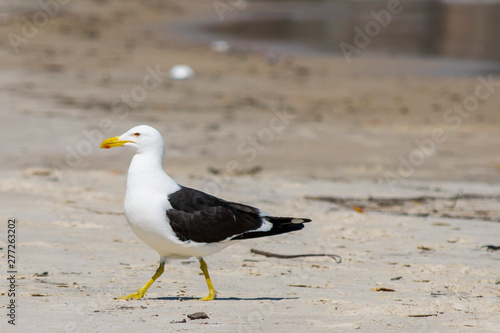 seagull on beach