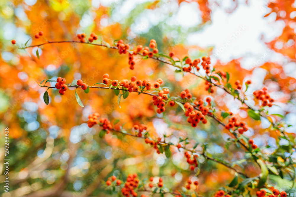Firethorn (Pyracantha coccinea) berries in the fall season. Orange, red or yellow pyracantha berries and leafs in autumn season. Firethorn (Pyracantha coccinea) berries in the fall season. Orange, red or yellow pyracantha berries and leafs in autumn season.