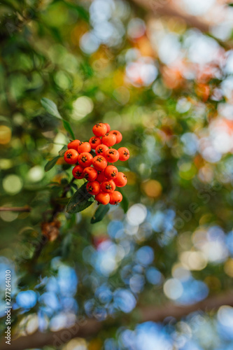 Firethorn (Pyracantha coccinea) berries in the fall season. Orange, red or yellow pyracantha berries and leafs in autumn season. 