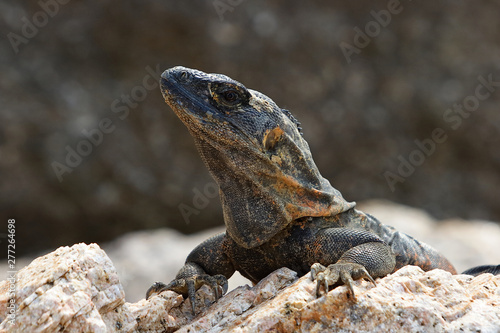Iguana lizard portrait © Flicketti