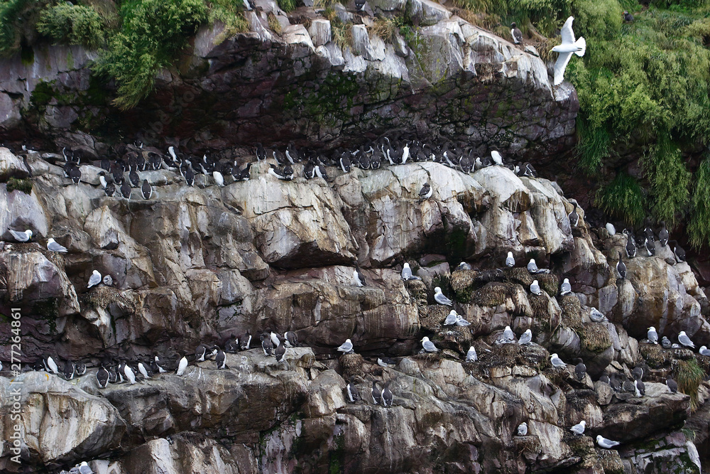 Fototapeta premium Colonies of arctic birds on rocky islands in Newfoundland