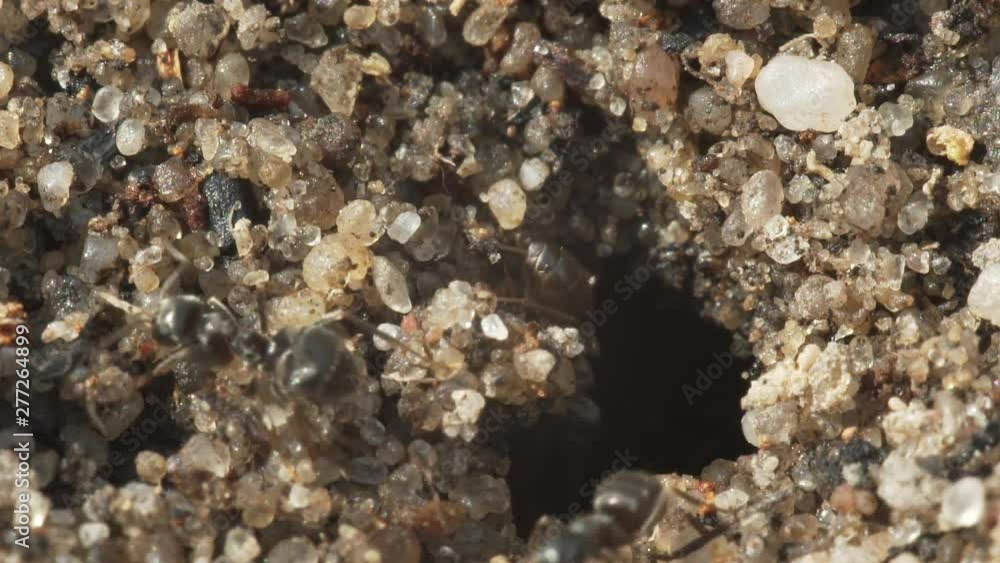 Ants endure grains of sand deepening their burrow. Macro shooting. Ants endure grains of sand deepening their burrow. Macro shooting.