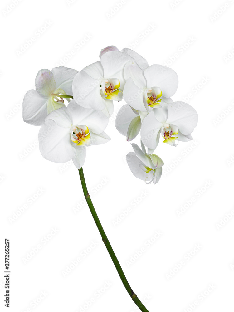 Obraz premium Side view of white Phalaenopsis Orchids flowers on curved branch. Isolated on a white background.