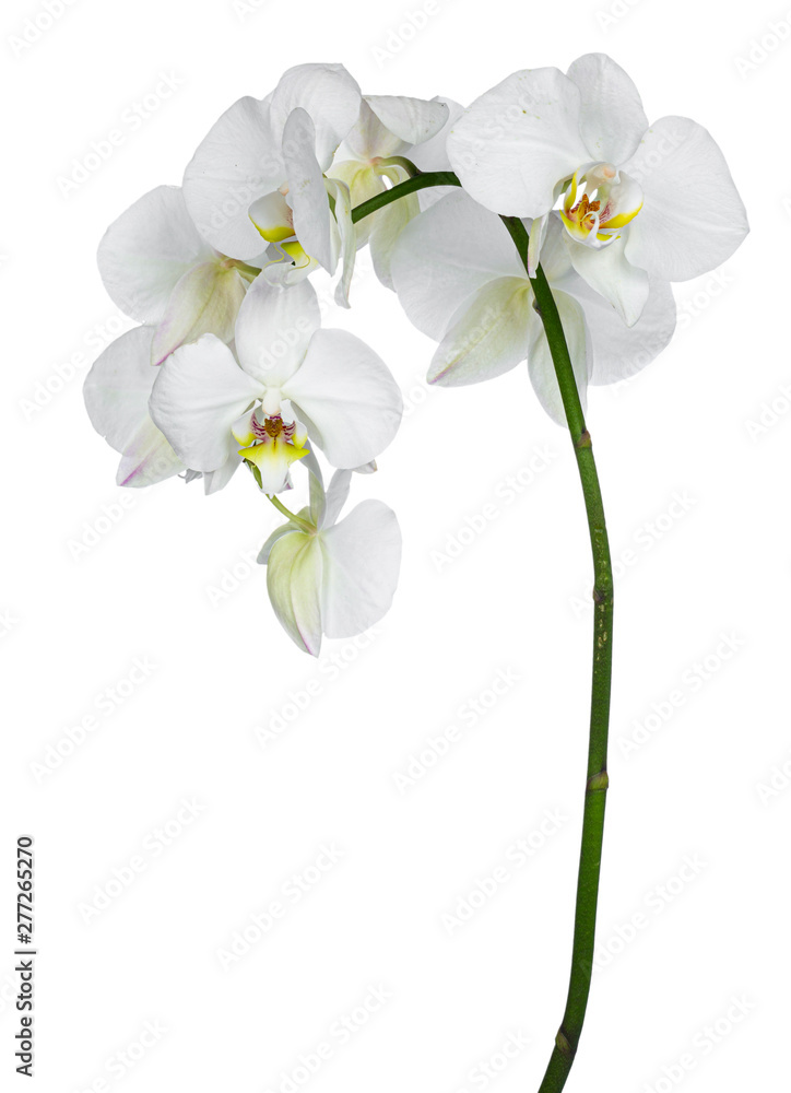 Obraz premium Side view of white Phalaenopsis Orchids flowers on curved branch. Isolated on a white background.