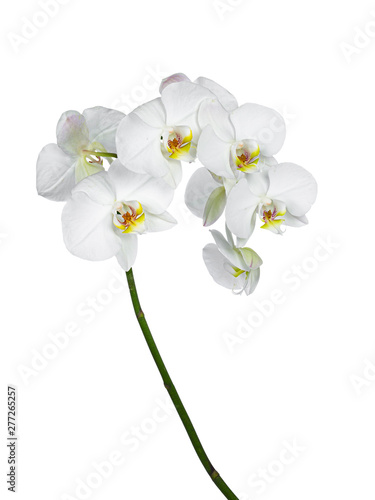Fototapeta Naklejka Na Ścianę i Meble -  Side view of white Phalaenopsis Orchids flowers on curved branch. Isolated on a white background.