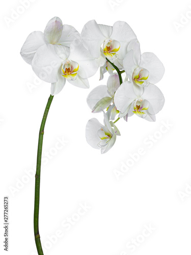 Side view of white Phalaenopsis Orchids flowers on curved branch. Isolated on a white background.
