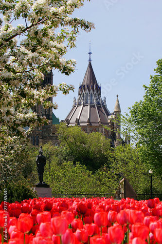 Red tulips on background of Canadian parliament in Ottawa photo