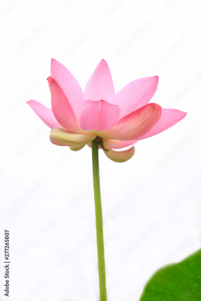 Blooming lotus, in the park Blooming lotus, in the park