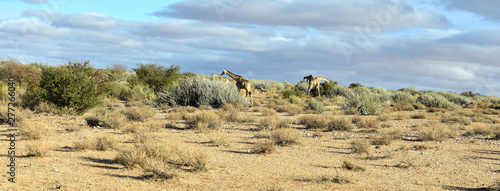 Photography Giraffes in a desert landscape
