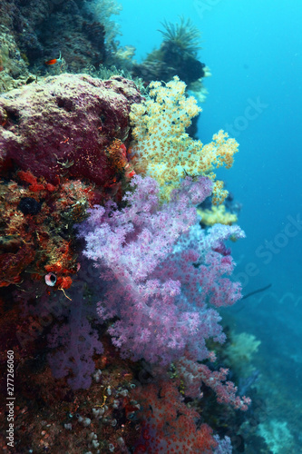 Fototapeta Naklejka Na Ścianę i Meble -  Underwater colorful soft coral