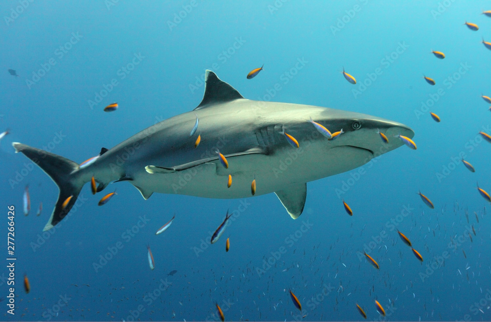 Fototapeta premium Polynesian white tip shark