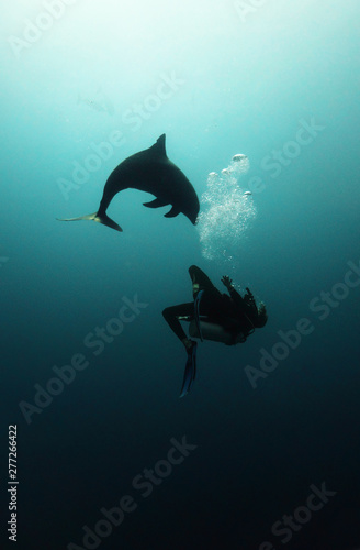 Dolphin and a diver