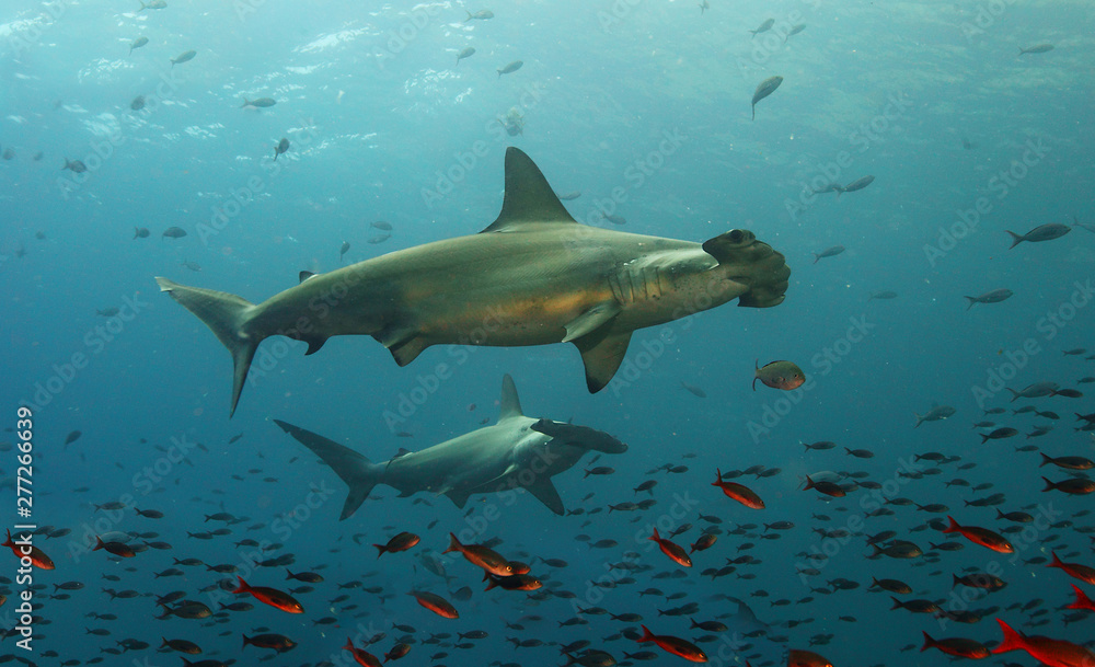 Galapagos hammerhead sharks - obrazy, fototapety, plakaty 