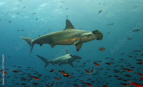 Galapagos hammerhead sharks