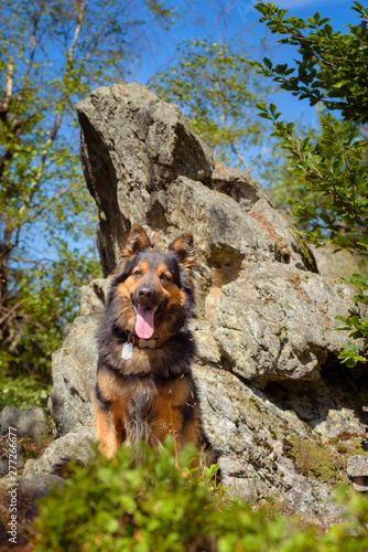 Bohemian Shepherd - Czech national breed photo