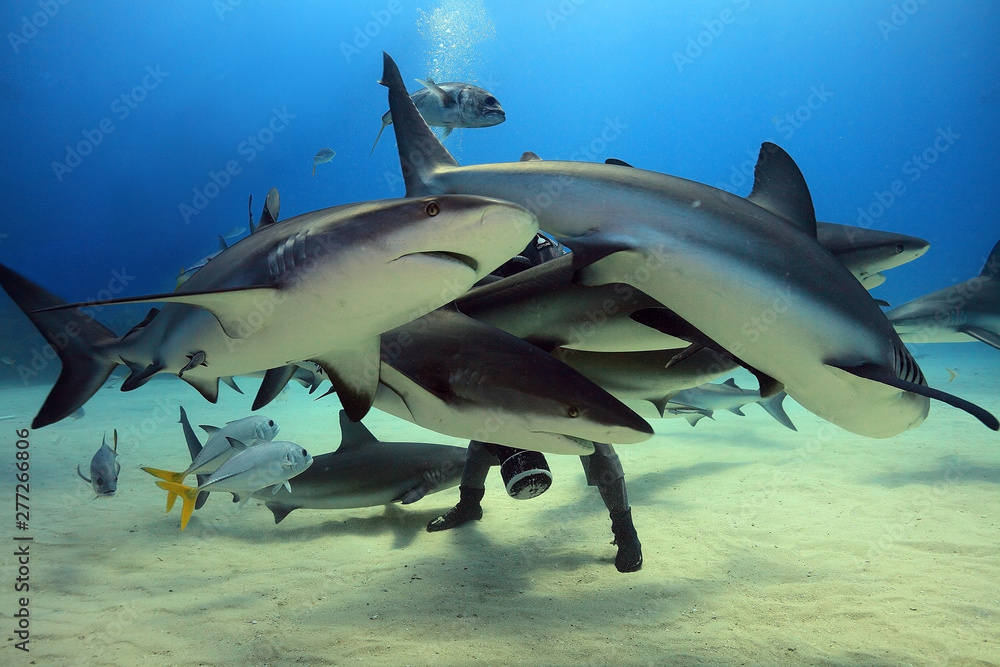 Fototapeta premium Swarming sharks