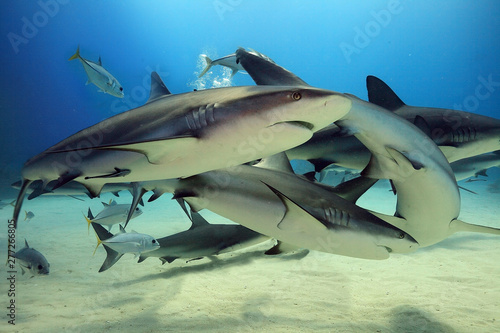 Swarming sharks