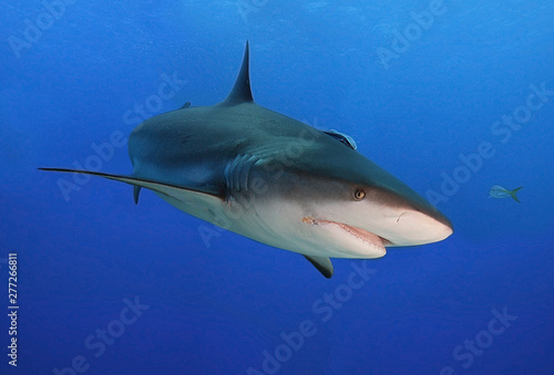 Shark portrait close up