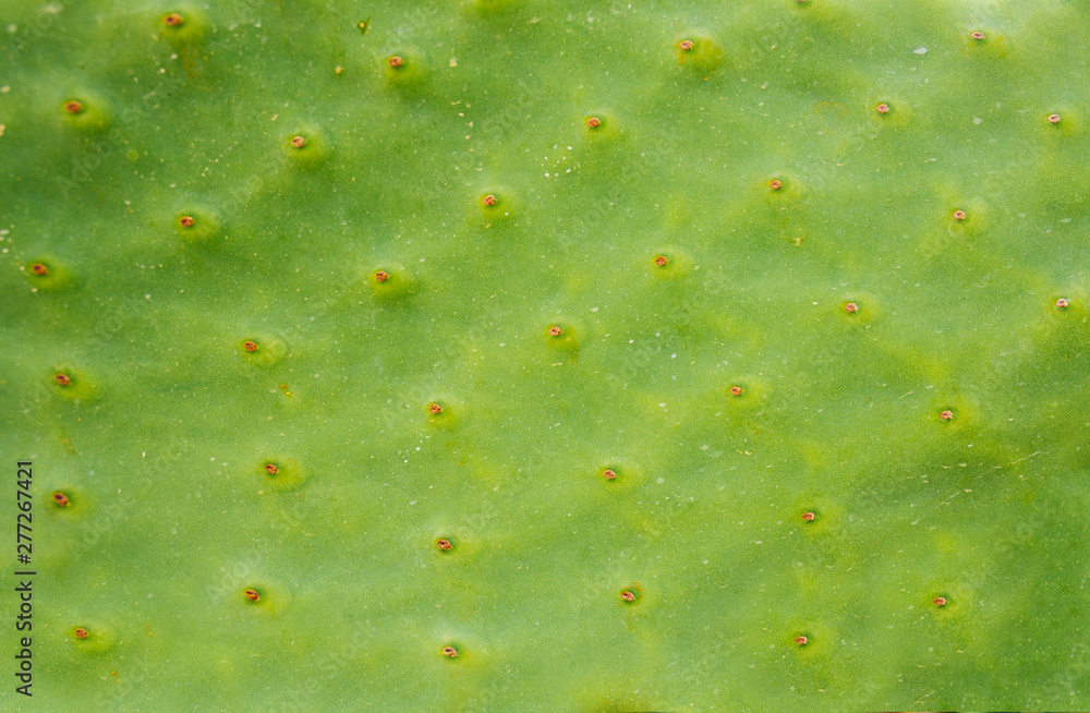 Green abstract cactus plant or leaf texture surface pattern background ...