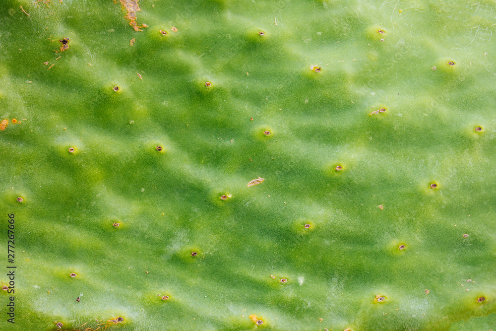 Green abstract cactus plant or leaf texture surface pattern background. Green cactus leaf. Barbary fig (opuntia ficus indica) or prickly pear cactus leaf macro detail. Green abstract cactus plant or leaf texture surface pattern background. Green cactus leaf. Barbary fig (opuntia ficus indica) or prickly pear cactus leaf macro detail.