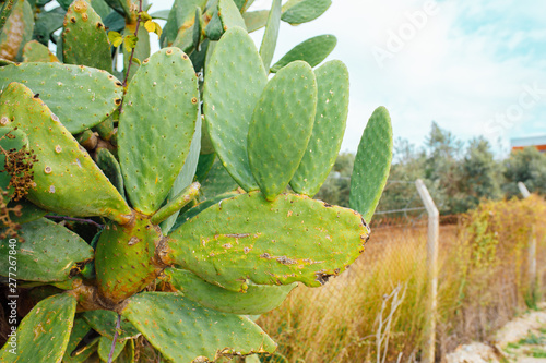 Tropical Cactus plant or tree with leaves. Green cactus leaves. Barbary fig  opuntia ficus indica  or prickly pear cactus plants.