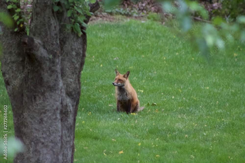 Fox2 Fox2