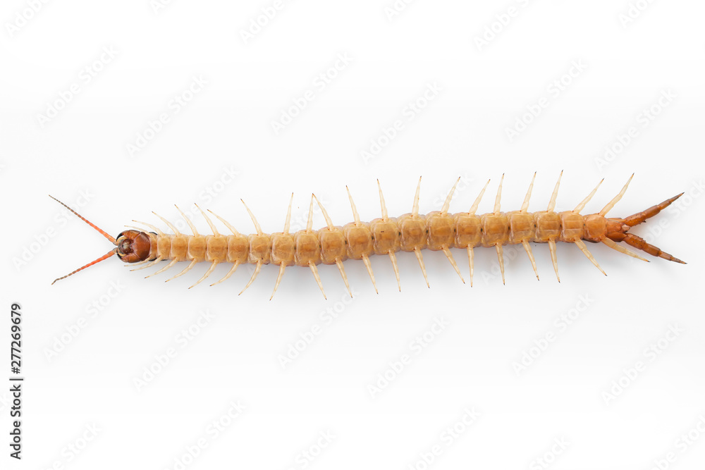 Centipedes on white background. Chilopoda from nature. Centipedes on white background. Chilopoda from nature.