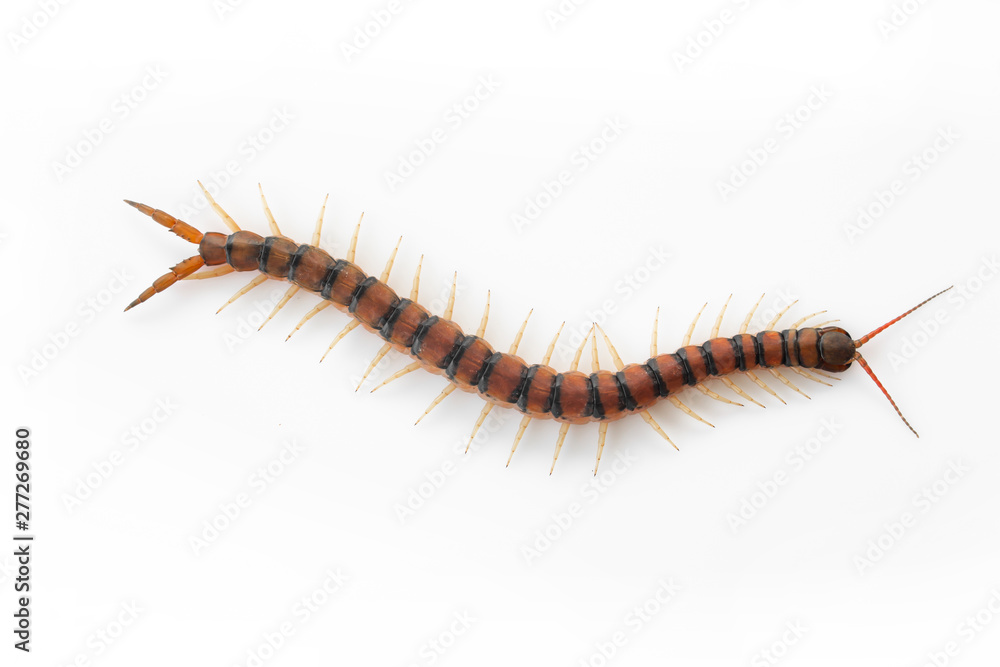 Centipedes on white background. Chilopoda from nature. Centipedes on white background. Chilopoda from nature.